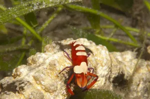 155 Emperor Shrimp