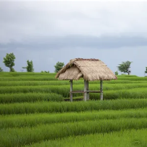304 Rice Hut, Bali Rice Fields (Square Print)