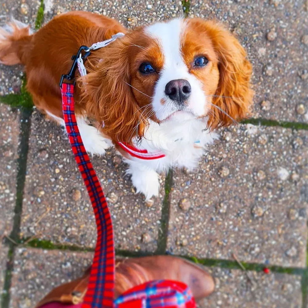 Check Me Out!: Dog Lead