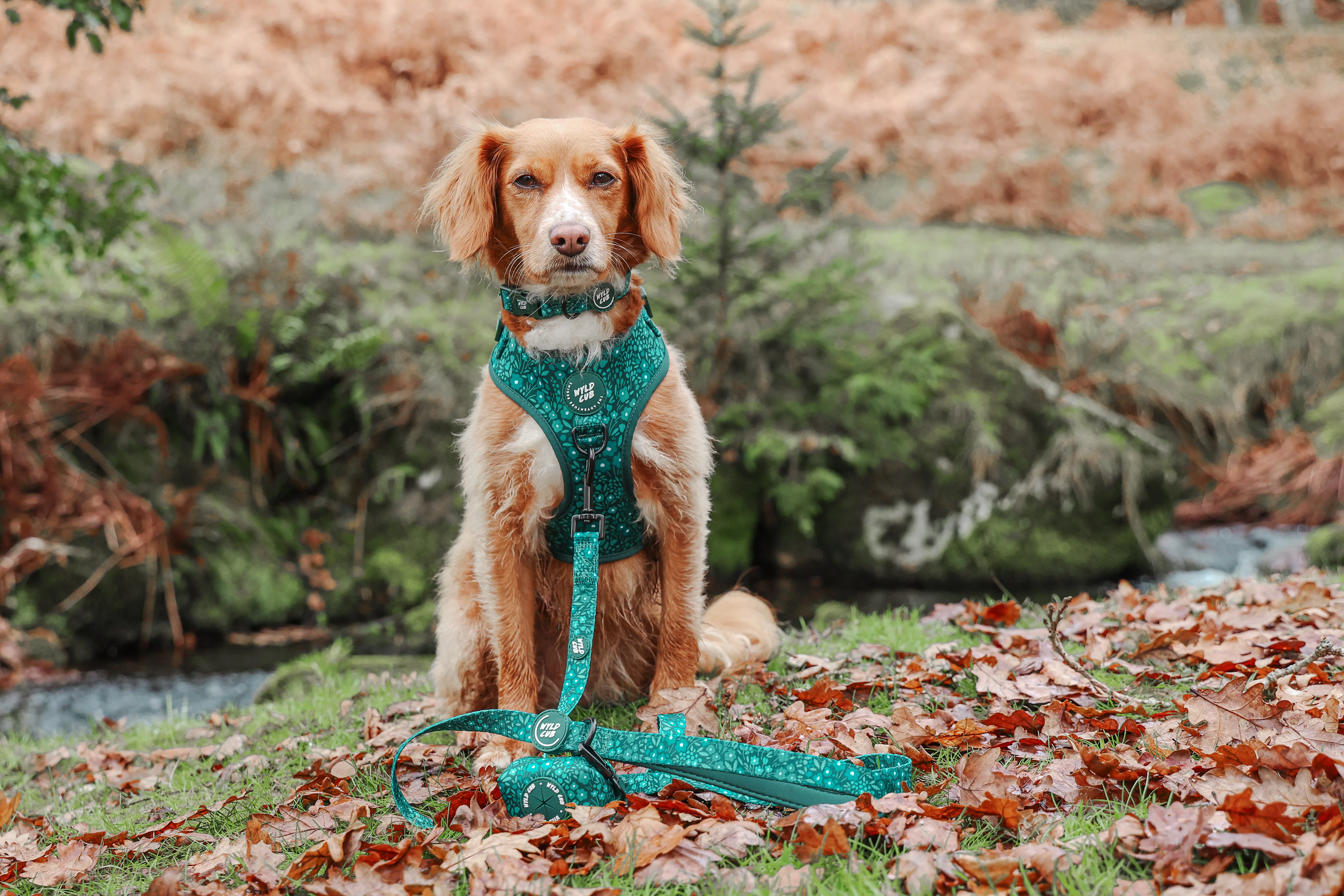 Dog Lead: Notting Hill Gooseberry
