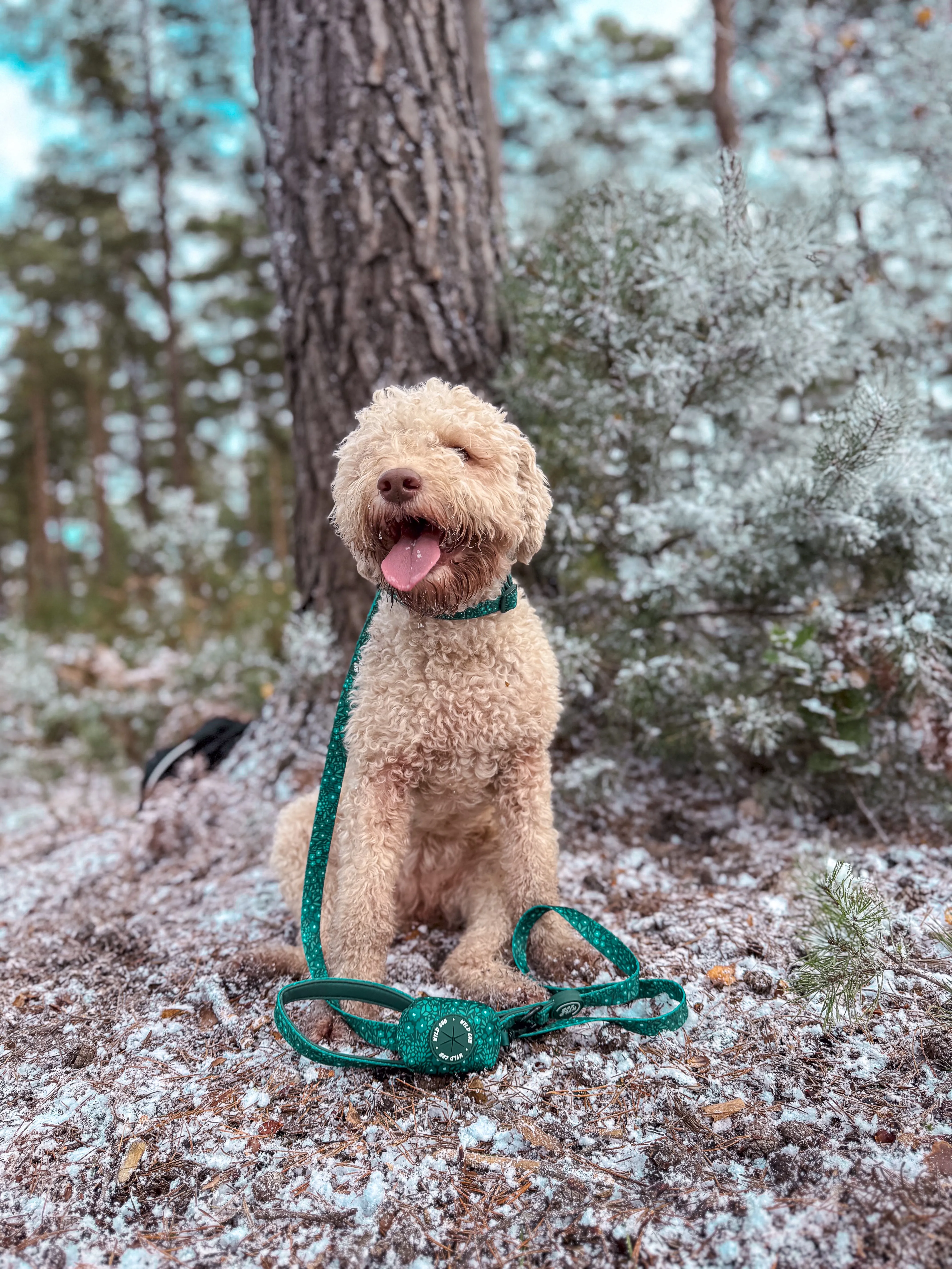 Dog Lead: Notting Hill Gooseberry