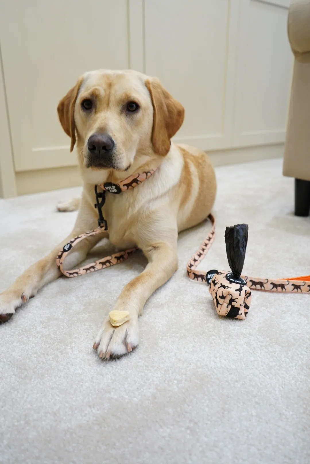 Kiss Chaser: Dog Lead