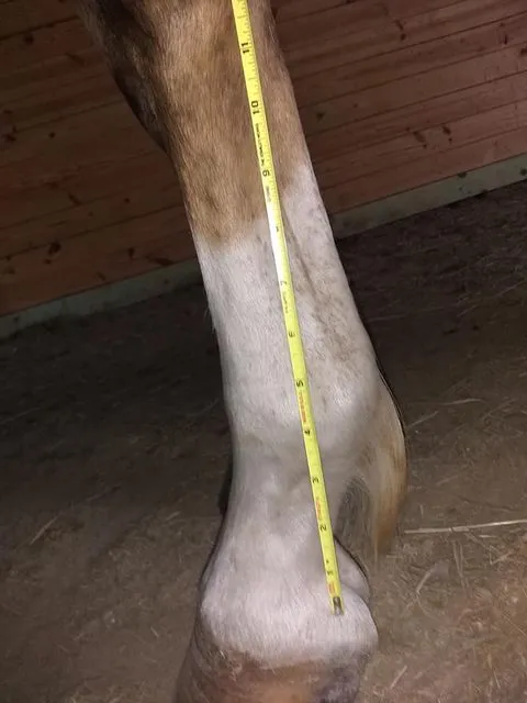 NEW STYLE - Anti-Crappi Boot