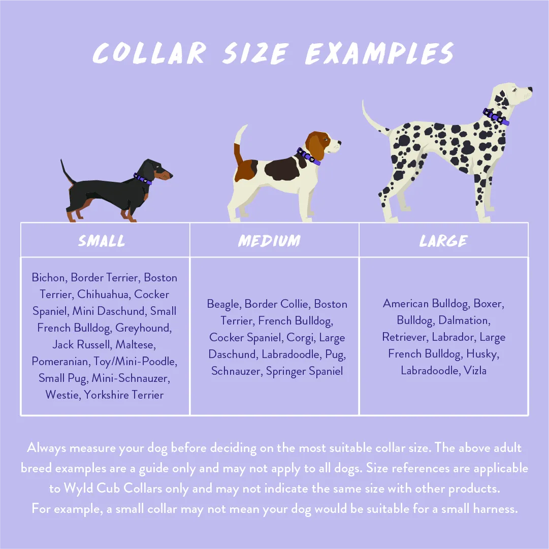 Pocket Rocket: Dog Collar