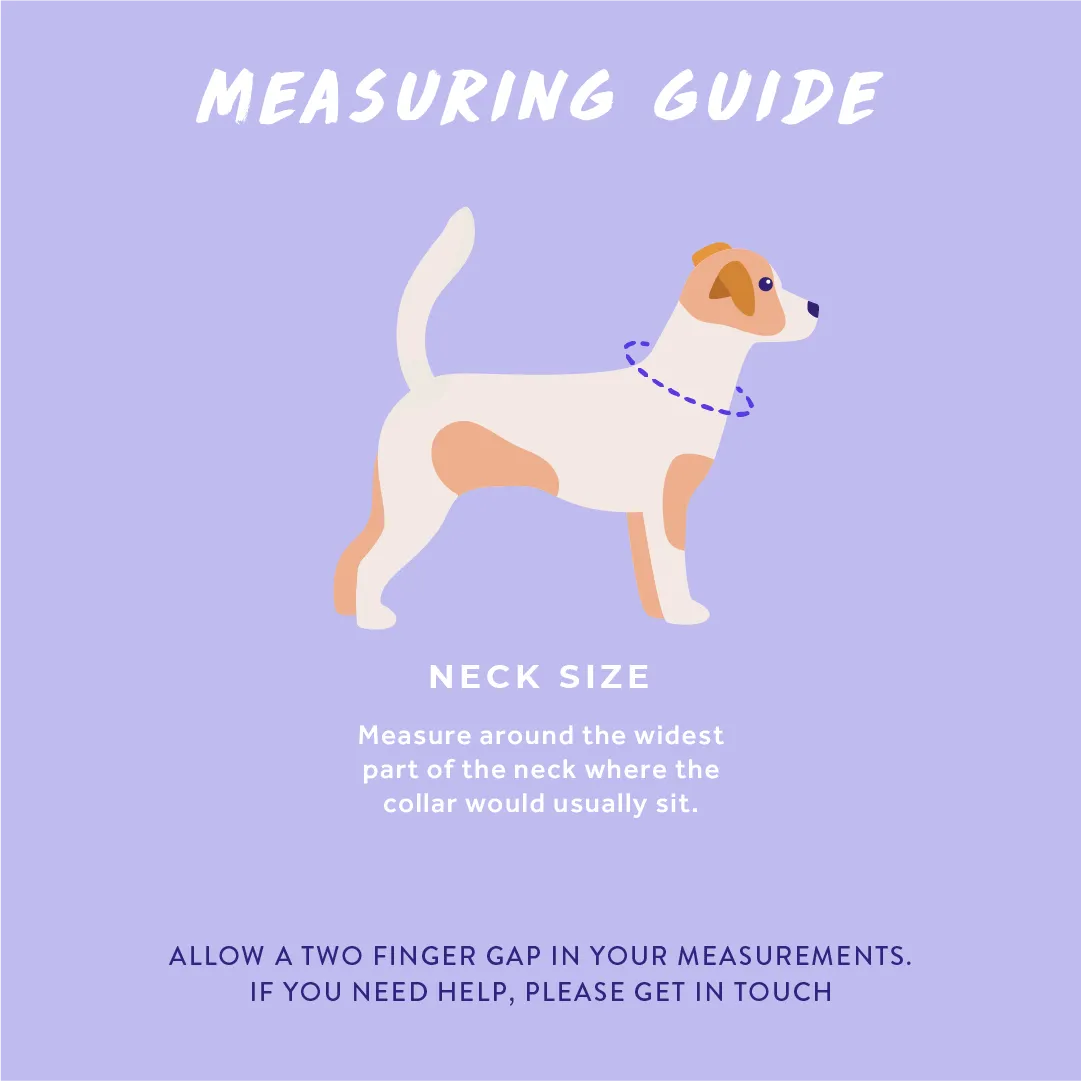 Pocket Rocket: Dog Collar
