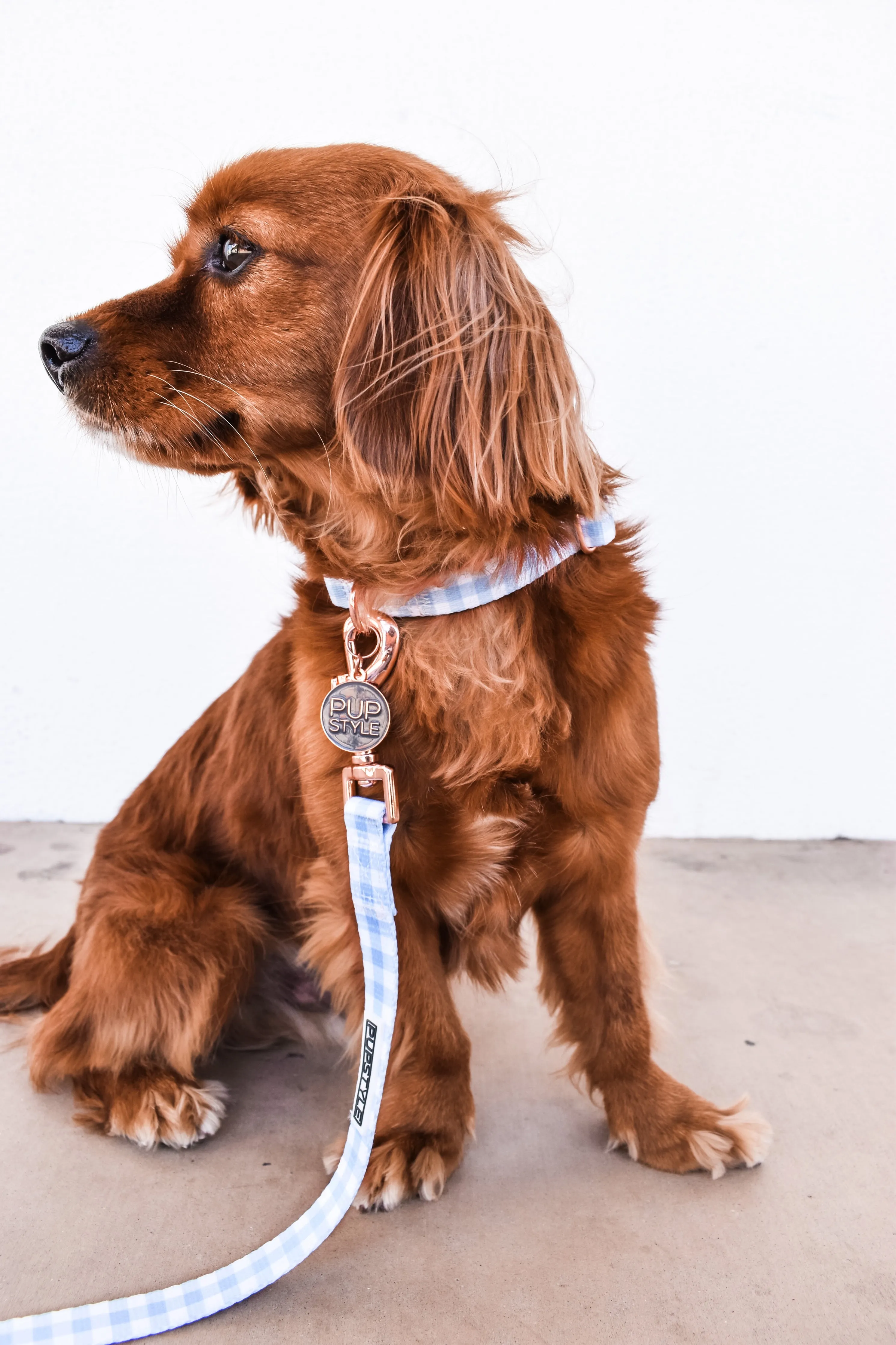 "Blueberry Muffin" Suburban Leash