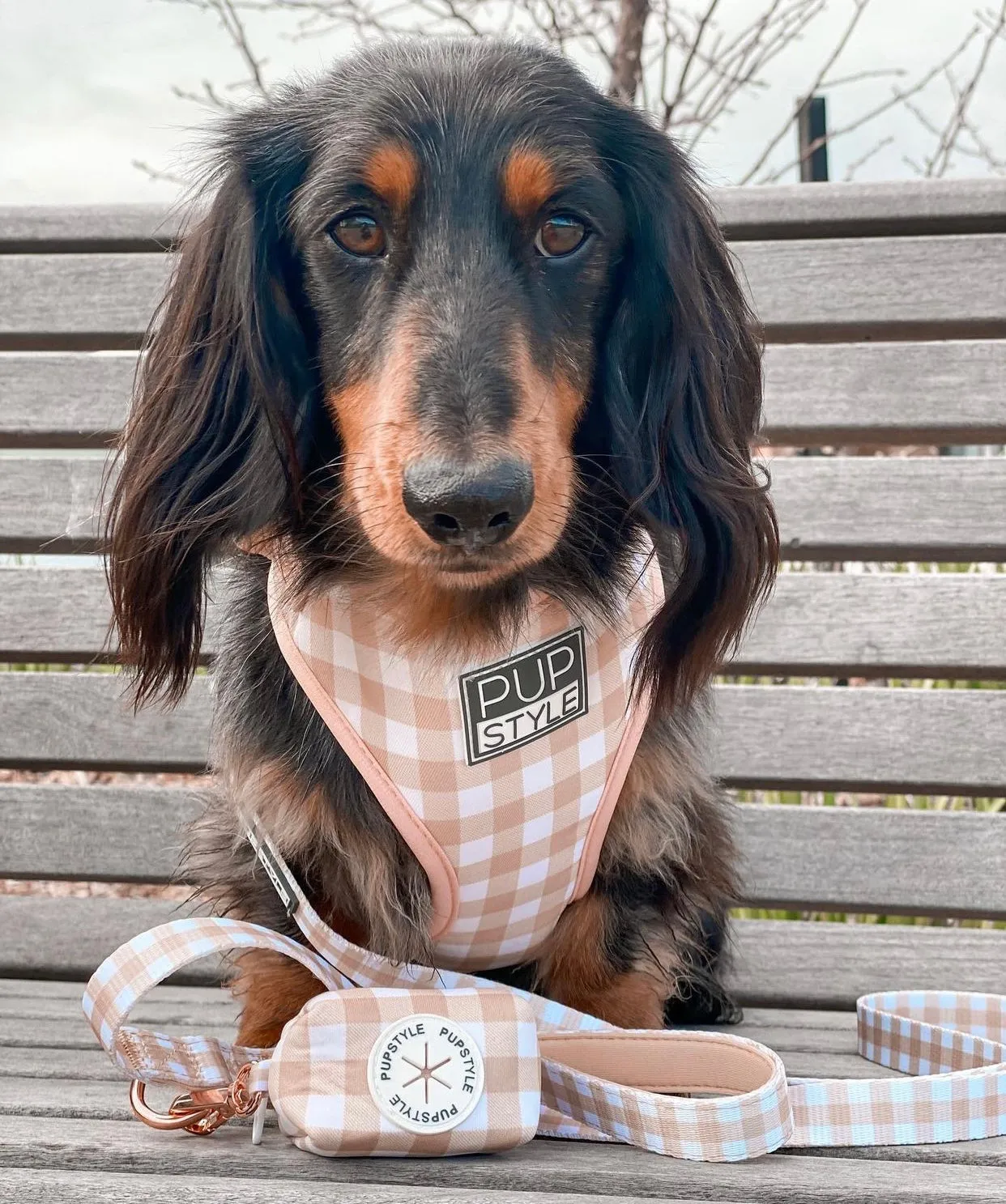 "Creme Brulee" Suburban Leash