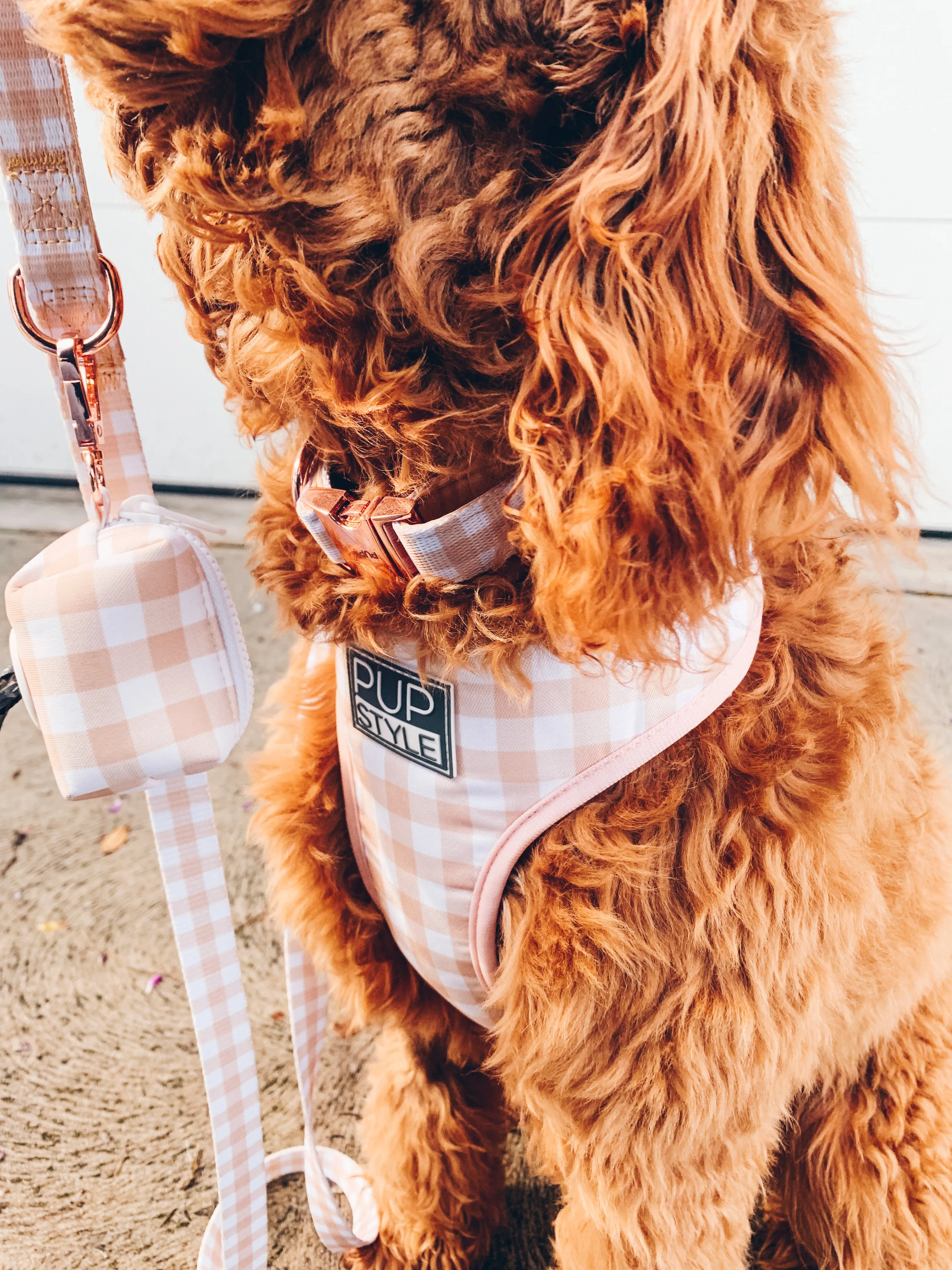 "Creme Brulee" Suburban Leash