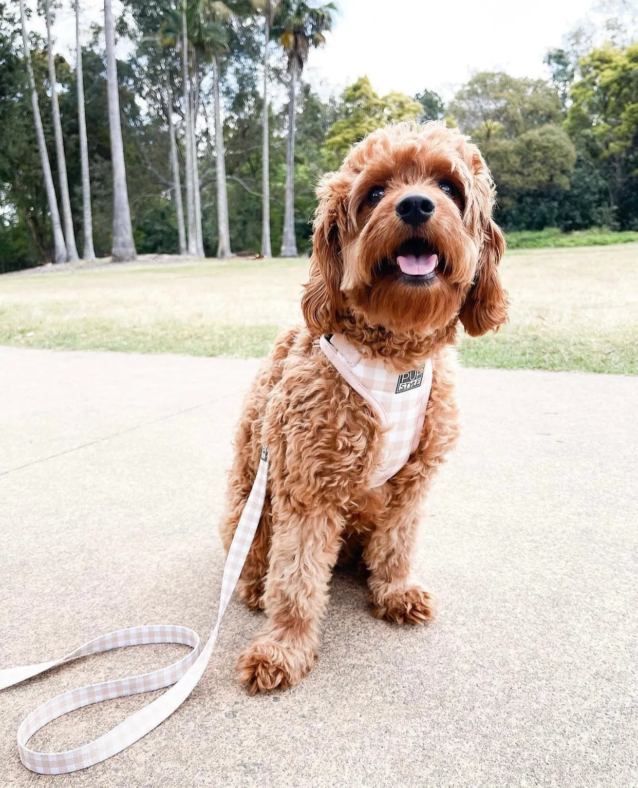 "Creme Brulee" Suburban Leash